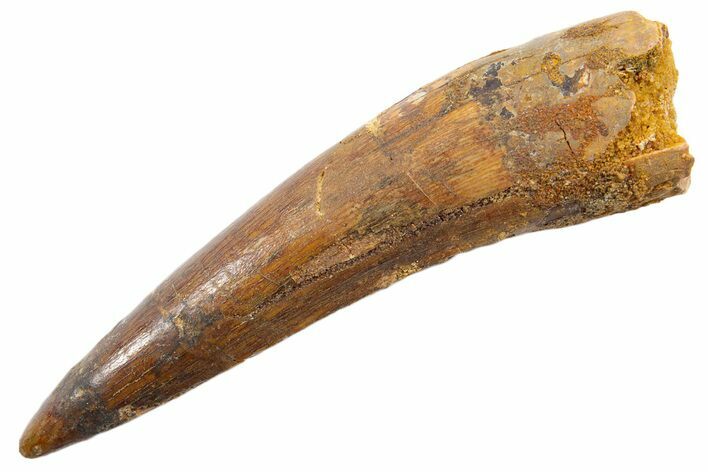 Fossil Spinosaurus Tooth - Real Dinosaur Tooth #345561